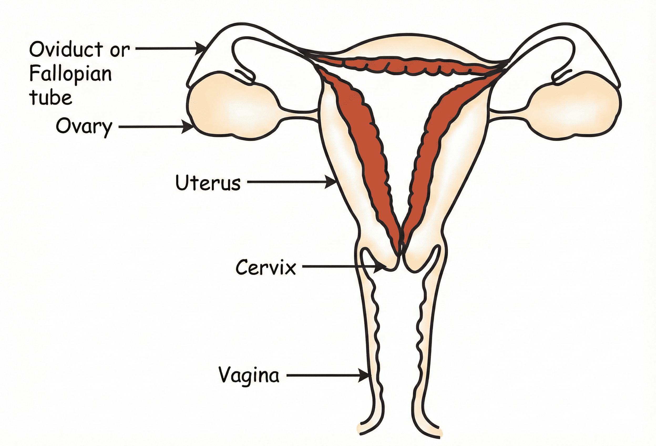 Female Reproductive System